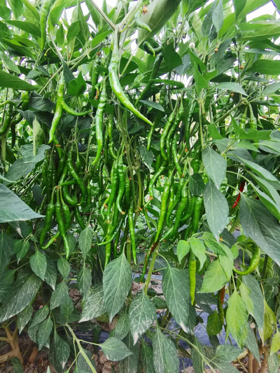 Suntoday Green Hot Chilli Upper Seeds