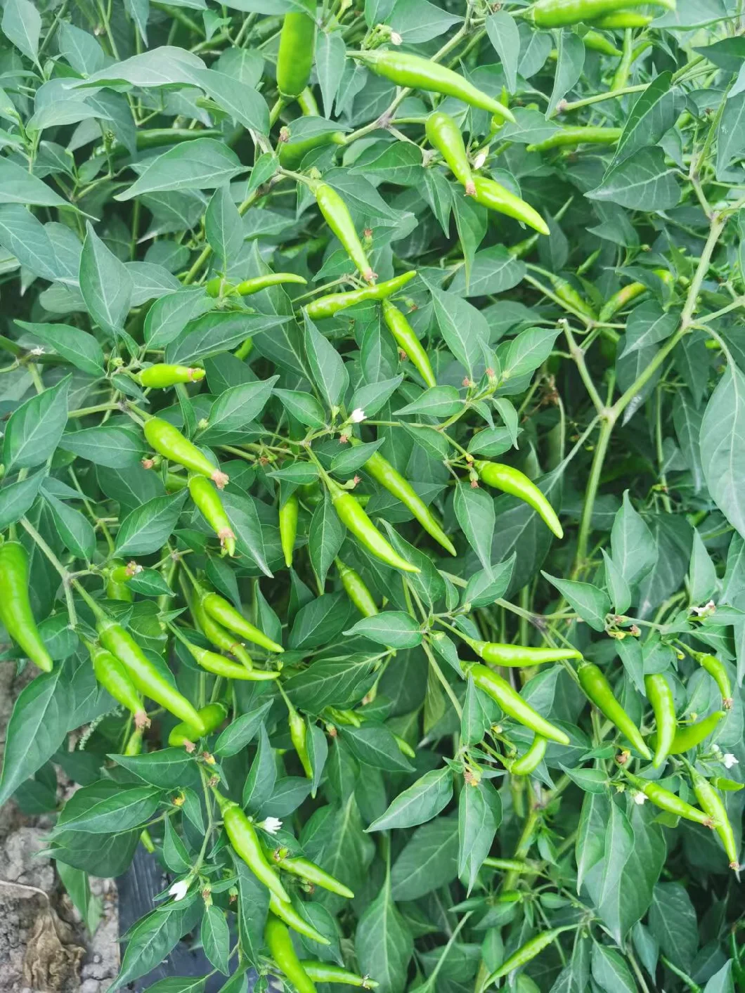 Suntoday Green Hot Chilli Upper Seeds