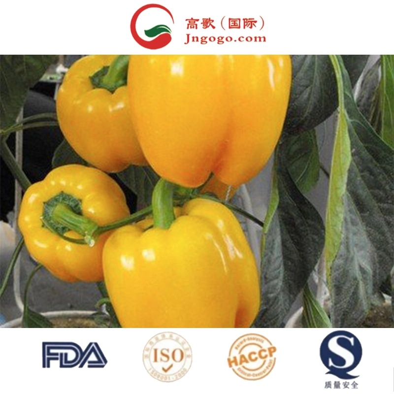 Wholesaler Chilli Natural Fresh High Quality Seasoning Chili Seeds Direct Factory