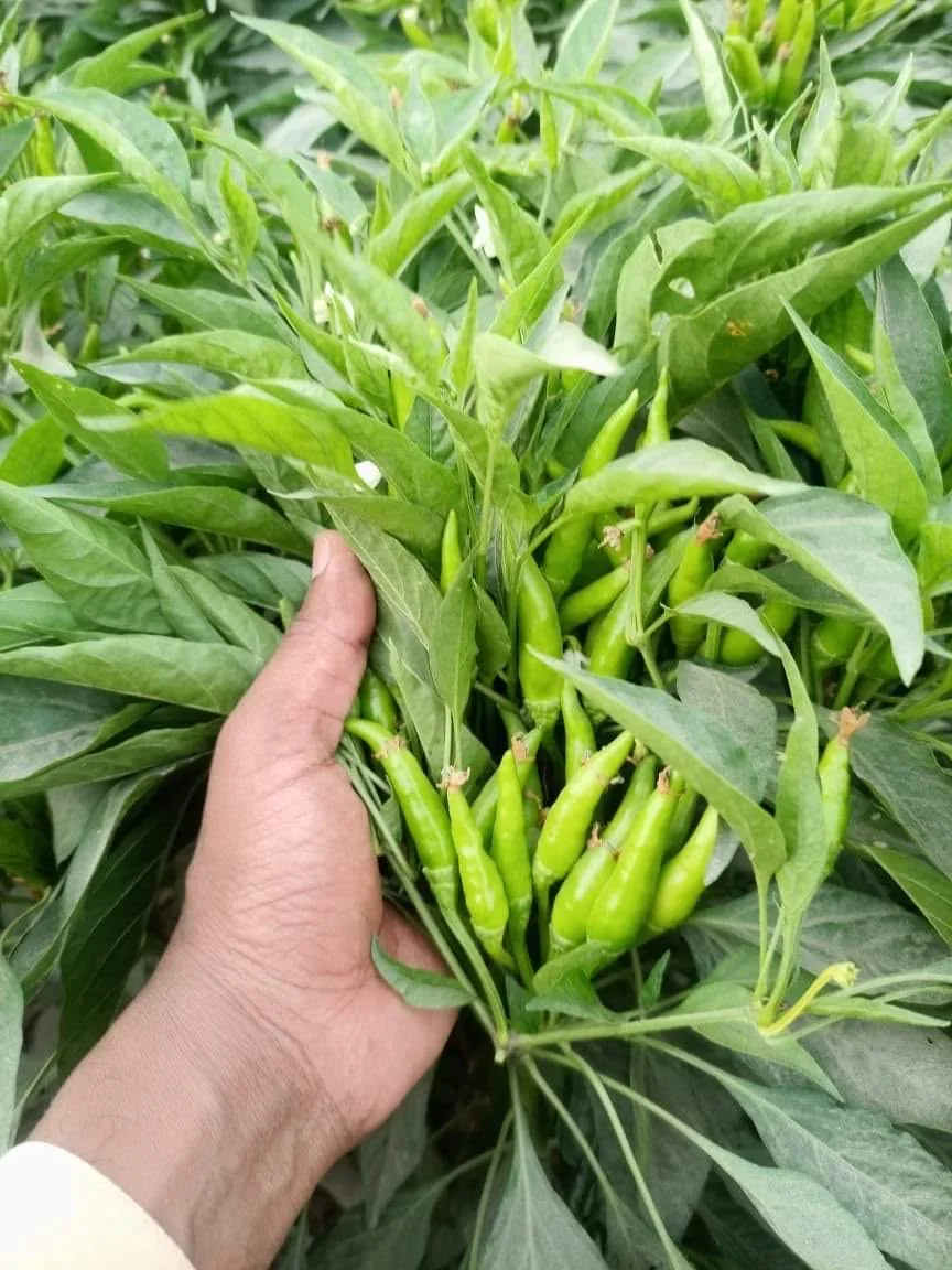 HD Capsicum Hybrid Upright Chili Pepper Seeds of Cluster