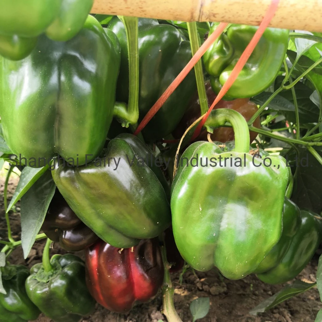 Grow Best High Yield Hybrid F1 Green Sweet Pepper Seeds Bell Pepper Seeds for Growing-Spring Dawn
