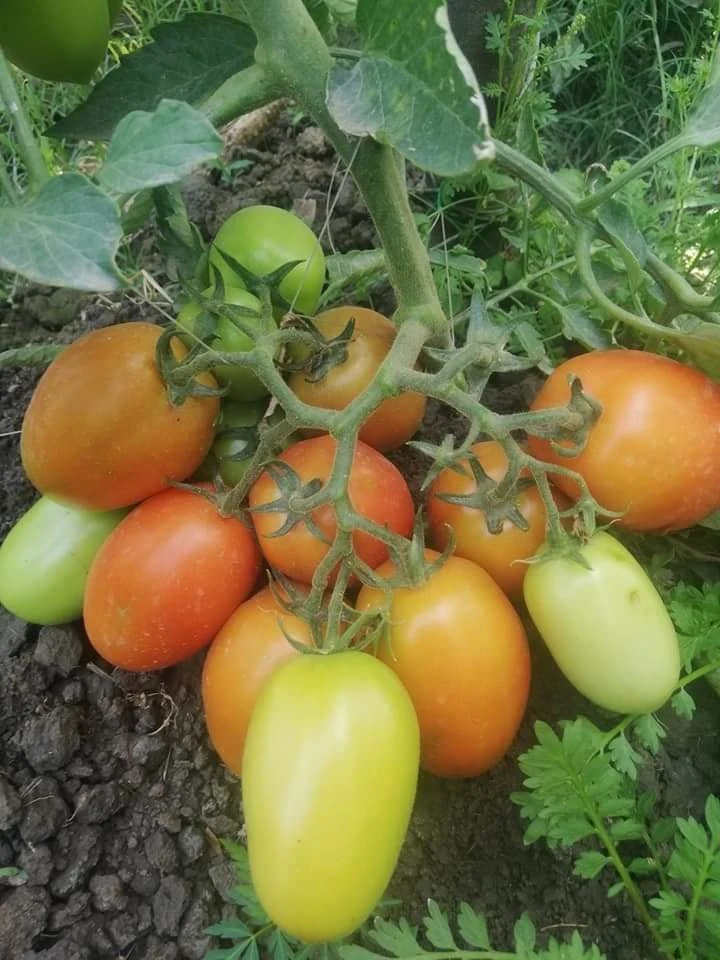 Vegetable Fruit Indeterminate Oval Tomato Seeds