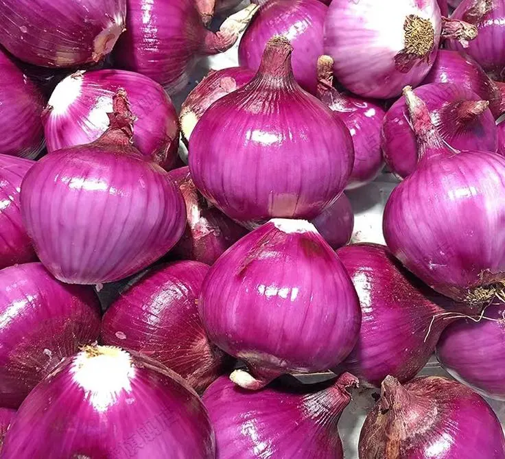 High Quality High Yield Healthy Purple Onion Seeds