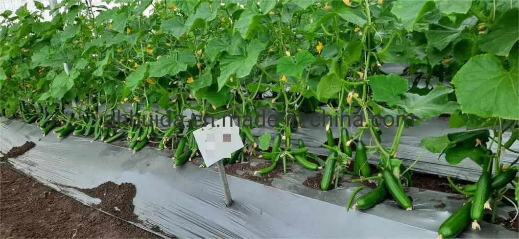 HD Cucumis Green Beauty Long Cucumber Seeds for Sowing