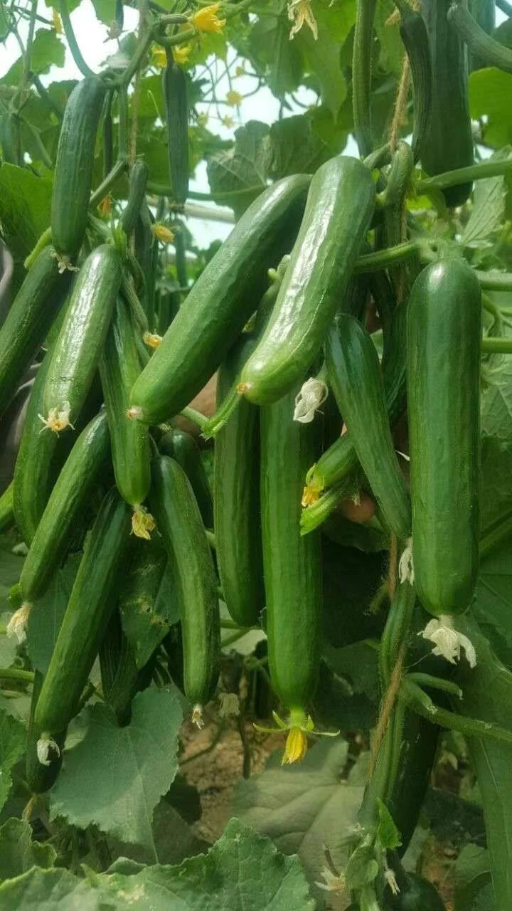 HD Cucumis Green Beauty Long Cucumber Seeds for Sowing