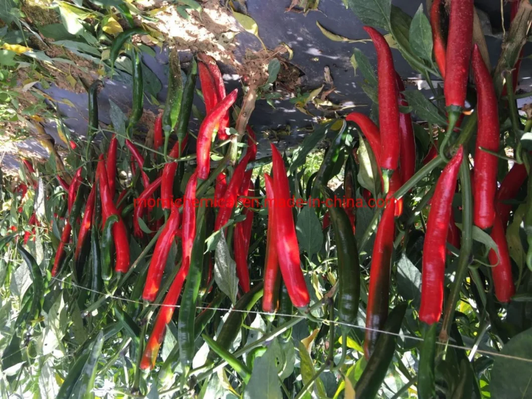 F1 Hybrid High Yield Hot Pepper Seeds for Plant