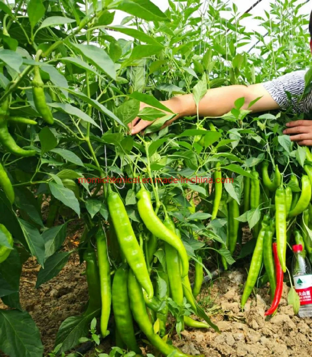 Highly Resistance to Disease Pepper Seeds for Plant