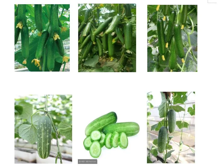 HD Capsicum Hybrid Upright Chili Pepper Seeds of Cluster