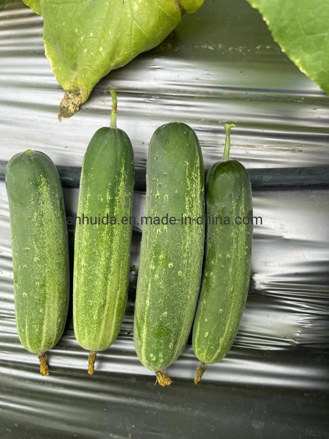 HD White Skin Cucumber Seeds for Sowing