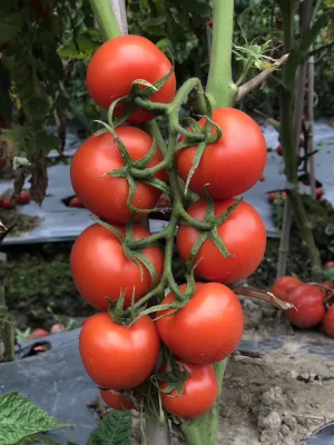 Semillas de Hortalizas Tomate Resistencia a las Enfermedades Ty1, Ty3a para la Siembra