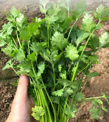 Semillas de cilantro de perejil chino de crecimiento rápido