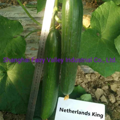 Semillas de pepino F1 híbridas chinas de alta densidad para cultivar 30-35 cm de longitud Rey holandés