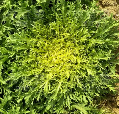 Ensalada De Lechuga Con Semilla De Crisantemo Amargo Semilla De Verdura Fría