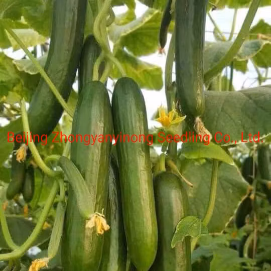 Semillas de pepino híbrido de alto rendimiento de frutas múltiples para el cultivo