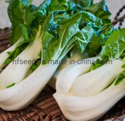 Semillas de verduras chinas de repollo crema de alta calidad