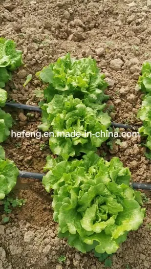 Lechuga de alta velocidad para semillas de ensalada