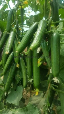 HD Cucumis Green Beauty Semillas largas de pepino para siembra