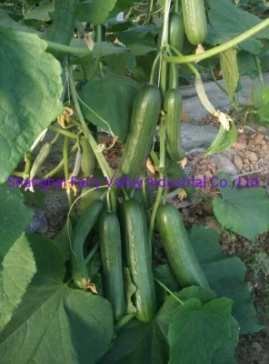 Semillas de pepino de frutas híbridas resistentes al calor pueden para el crecimiento de verano-Reino caliente No. 2