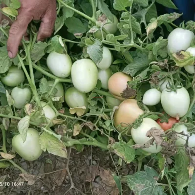 Resistencia al calor Tamaño grande Forma ovalada Semillas de tomate híbridas determinadas Semillas de hortalizas para plantar