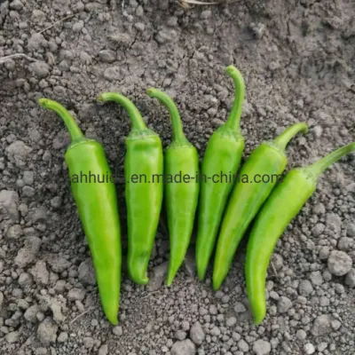 Semillas de chile verde/capsicum de tamaño pequeño en forma de triángulo HD1