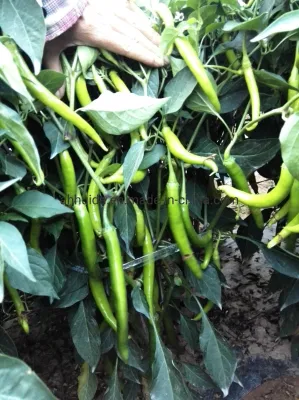 HD Capsicum Semillas de chile largo de color amarillo verdoso