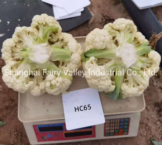 para plantar semillas de rábano blanco resistentes al frío y sabrosas de alta calidad