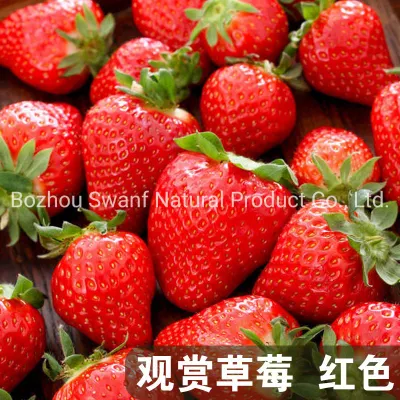 200PCS / Bag Hybrid F1 Red Strawberry Seeds para siembra
