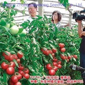 Indeterminado Green House Pink Color F1 Semillas de hortalizas híbridas Semillas de tomate para plantar