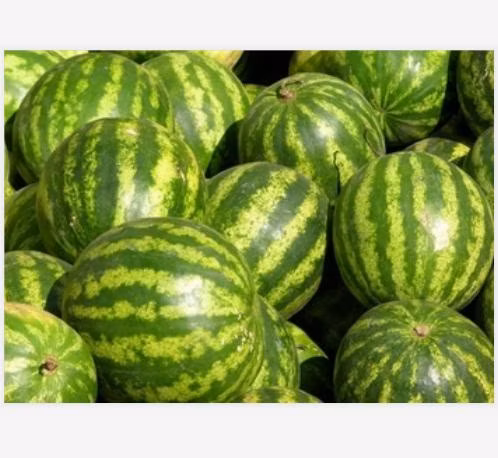 Semillas frescas de colinabo crujientes y tiernas