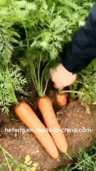 Semillas de zanahoria suave china de buena calidad