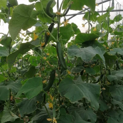 Semillas de hortalizas de alto rendimiento F1 Semillas de pepino holandés para cultivo-Rich Lord No. 1