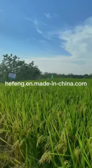 Semilla de arroz -Dos líneas- Buena tolerancia al calor y alto rendimiento
