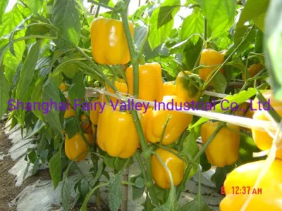Semillas de pimiento dulce amarillo F1 híbrido de alto rendimiento Semillas de pimiento morrón para plantar-La reina