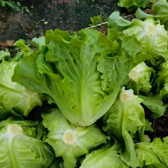 Semillas de Lechuga Morada de Madurez Temprana