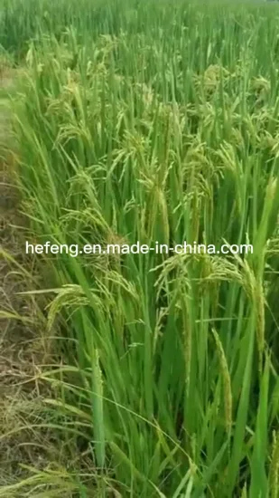 Semilla de arroz/arroz para plantar alto rendimiento