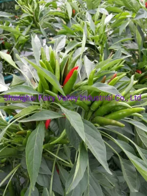 Hybrid F1 Red Cluster Pepper Chilli Seeds Semillas de vegetales para Growing-Sky King Star No. 2