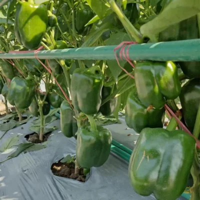 Venta caliente Hybrid F1 Deep Green Sweet Pepper Seeds para Growing-The Lord