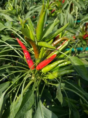 HD Capsicum Hybrid Vertical Chili Pepper Semillas de racimo