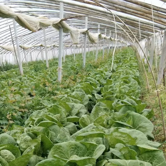 Resistencia al calor saludable Semillas de col china de tallo largo y sabroso de alta calidad