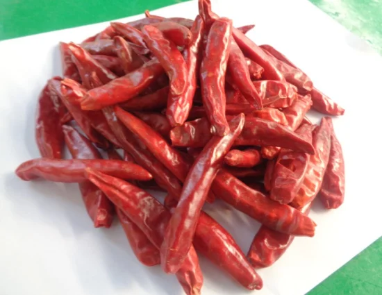 Venta al por mayor Hybrid F1 Hot Chilli Seeds Semillas de hortalizas para especias de China
