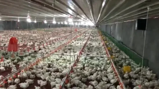 Agricultura Maquinaria agrícola Pollo de engorde Gallinero Alimentación de pollos Equipo agrícola